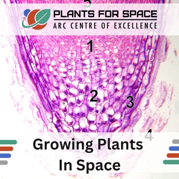 Photo of Growing Plants In Space
