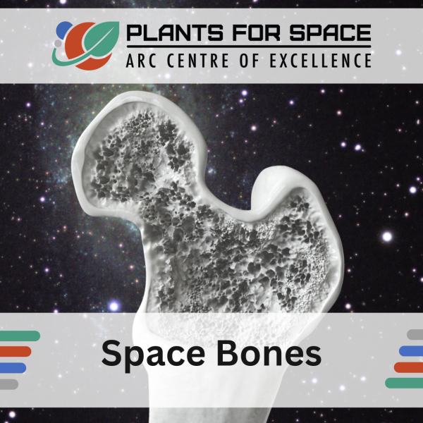 Photo of Space Bones