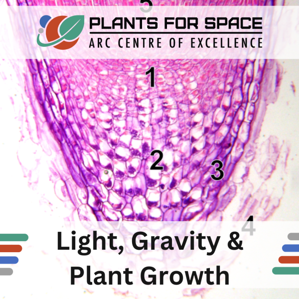Photo of Light, Gravity and Plant Growth