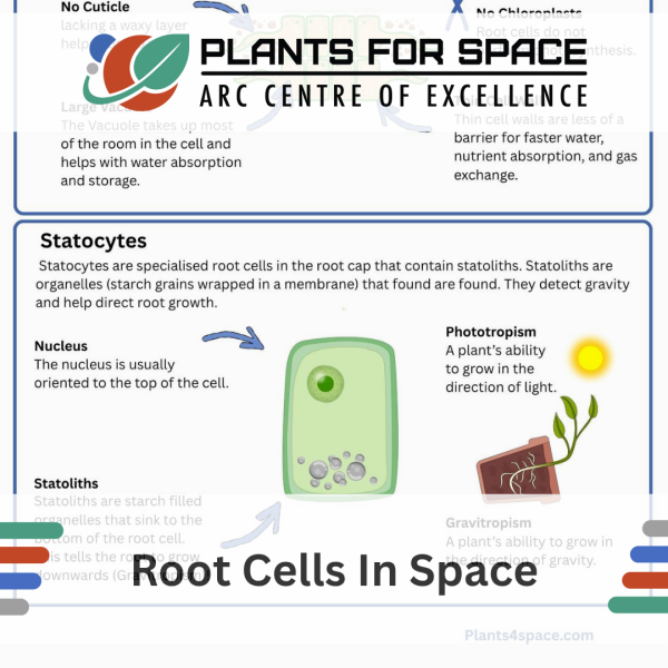 Photo of Root Cells In Space